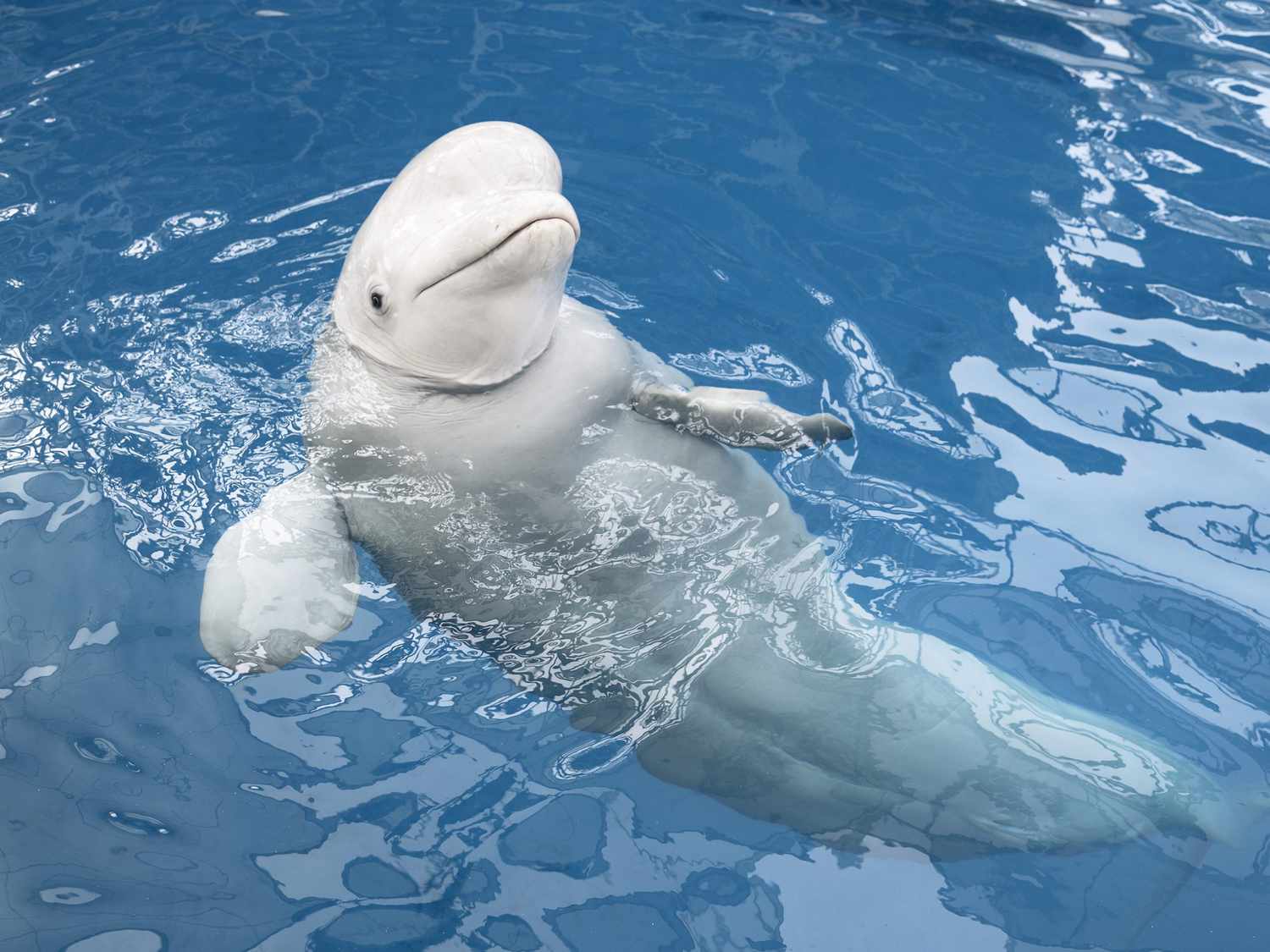 Beluga Whale: gifting experiences