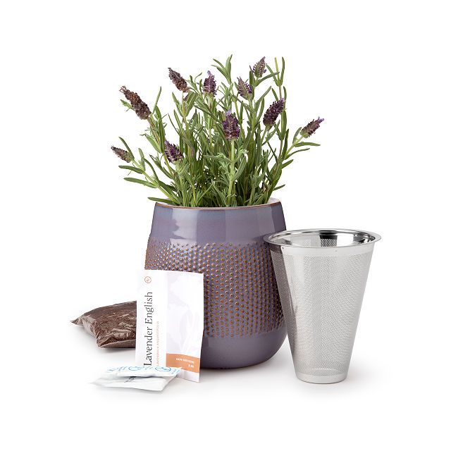Self-Watering Lavender Grow Kit
