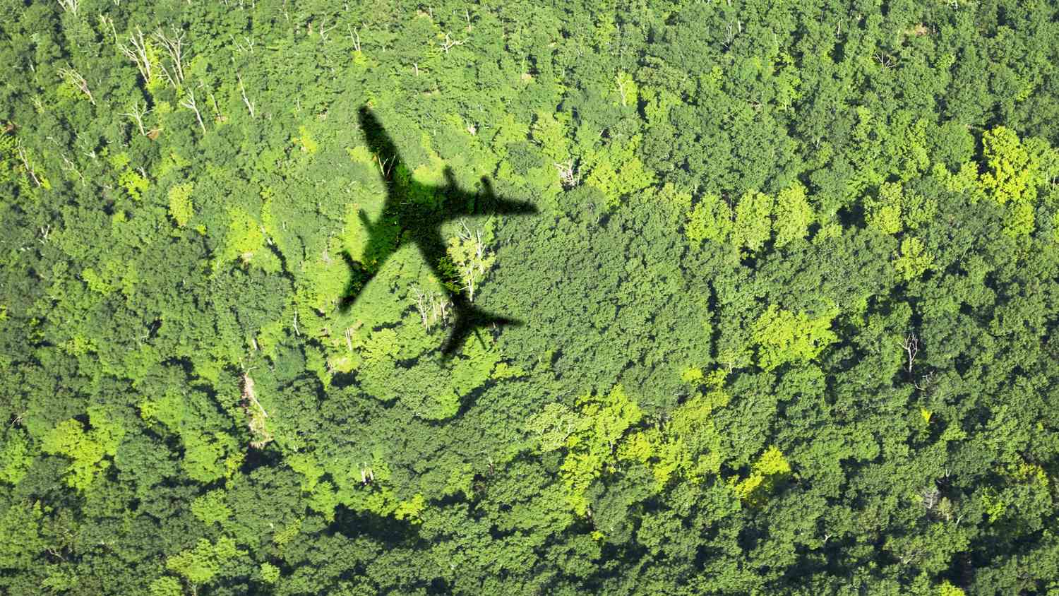 Shadow of airplane over forest