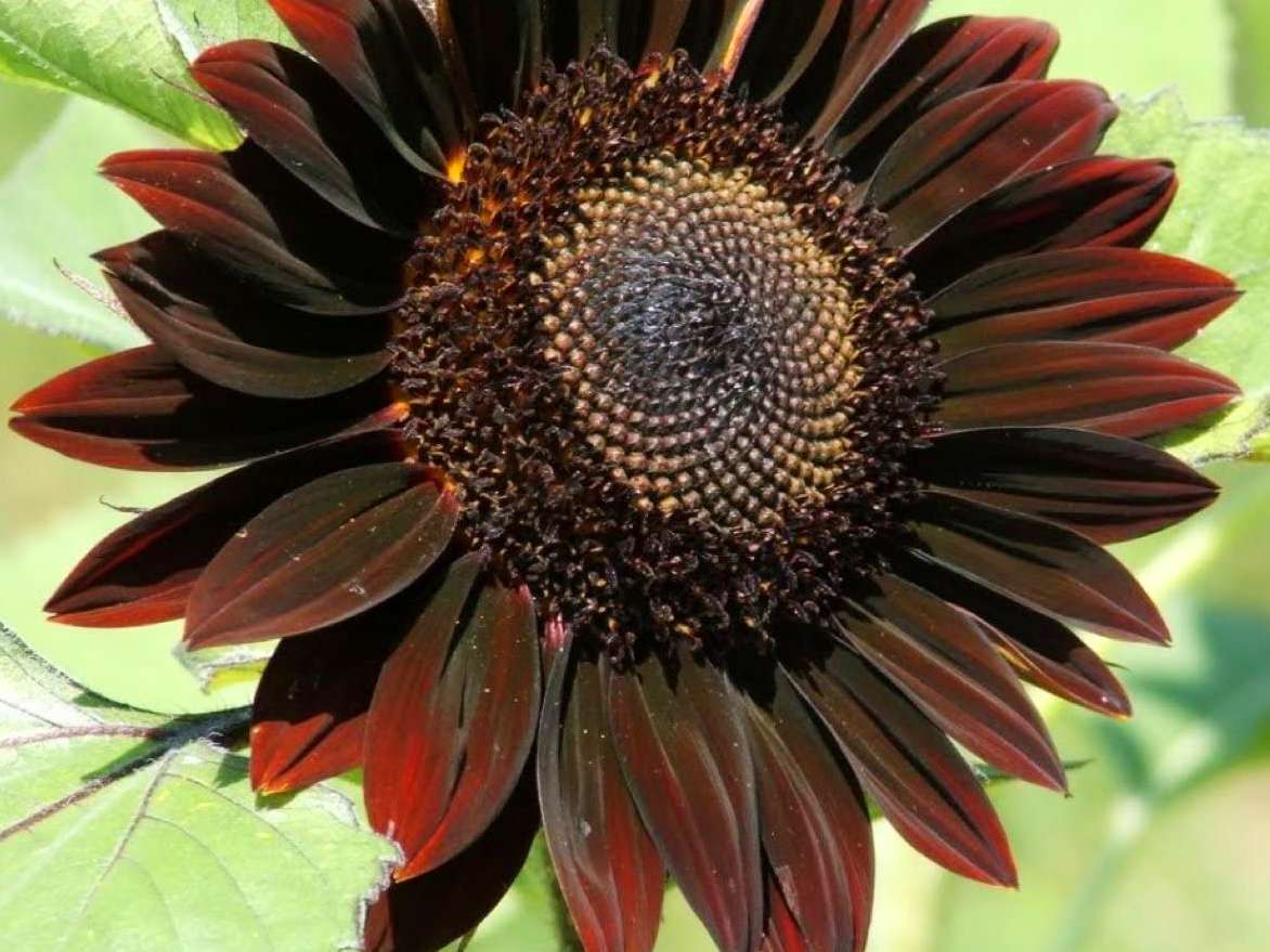 helianthus-annuus-chocolate-sunflower