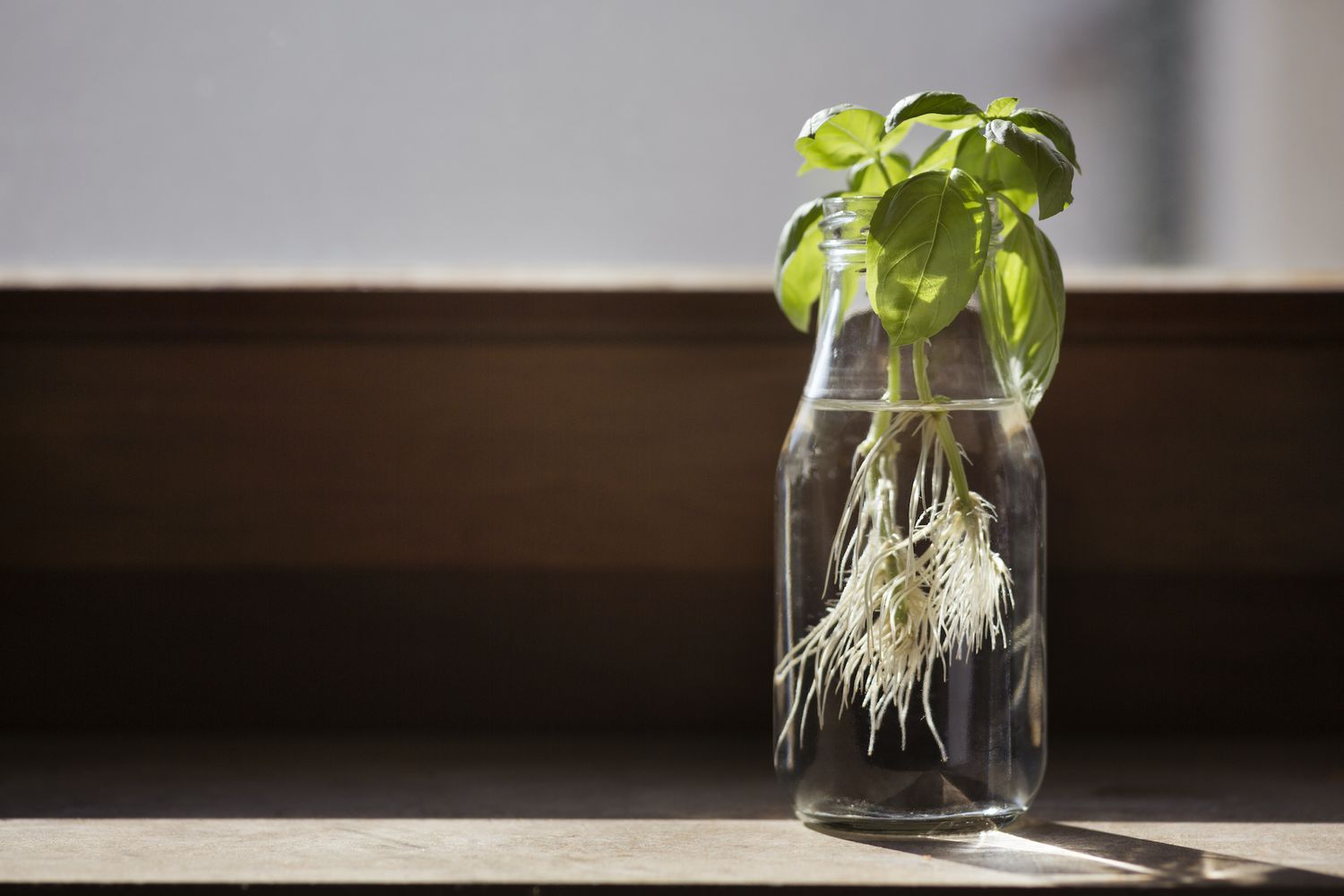 How to Grow Basil in Water