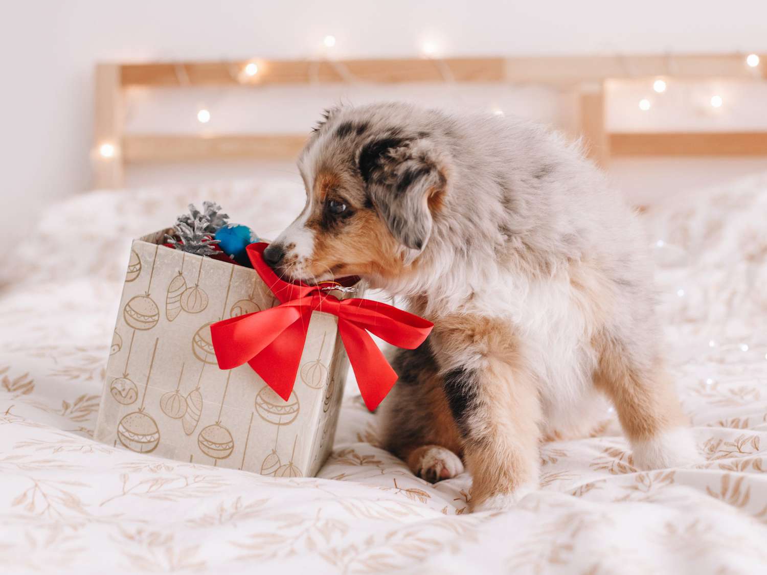 Puppy Sitting On Bed At Home With Christmas Gift Box