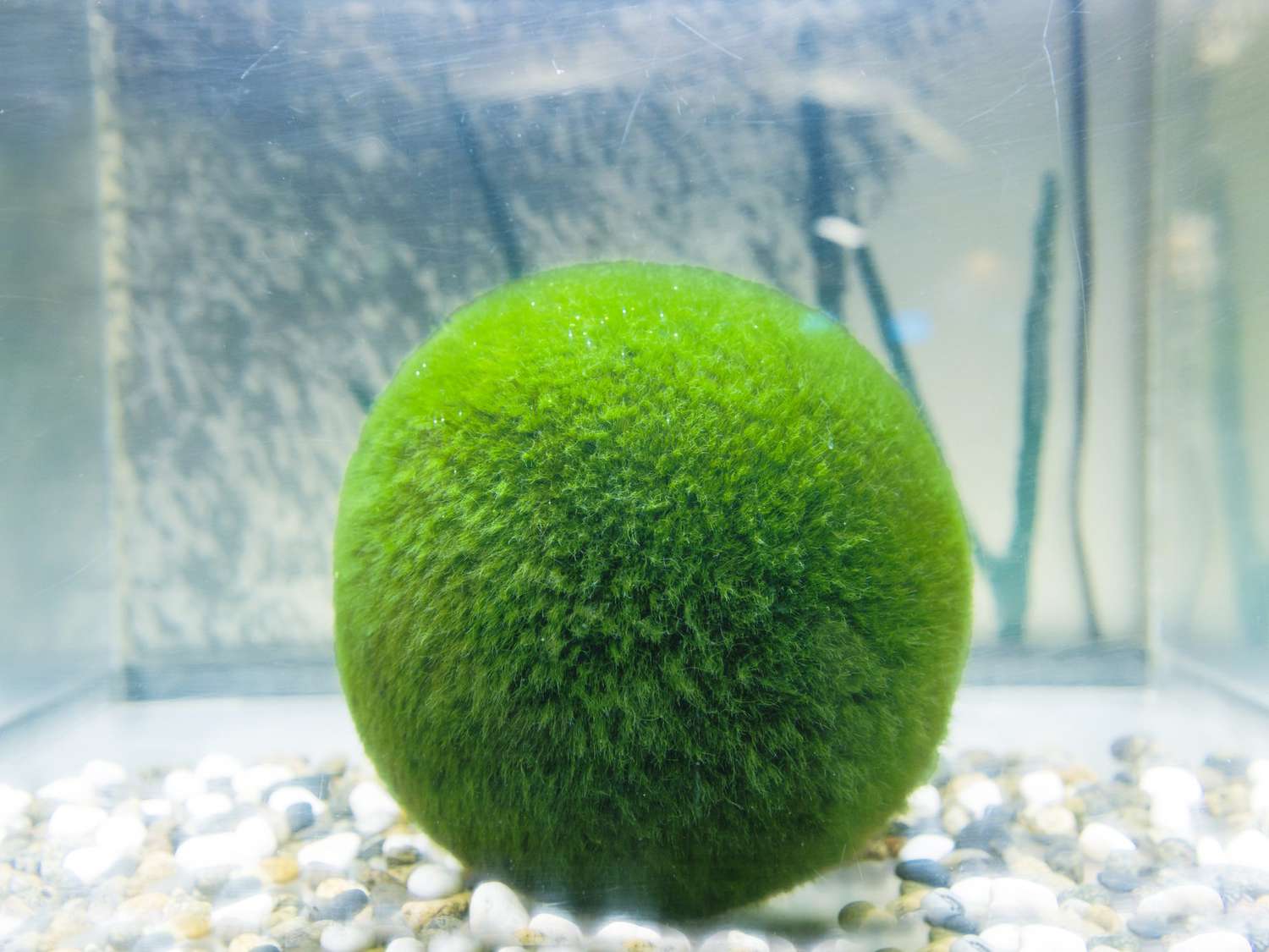 Marimo moss ball in water