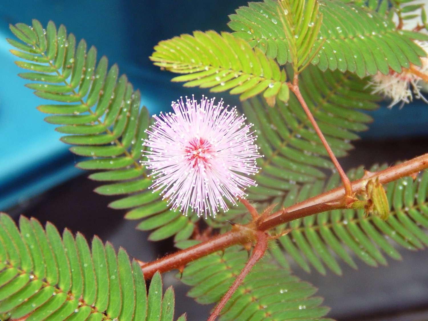 Mimosa pudica or sensitive plant
