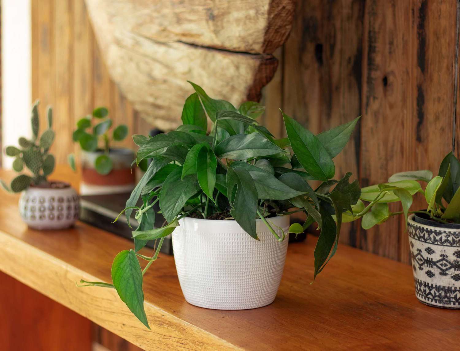 Baltic Blue Pothos Plant in white pot on wooden table