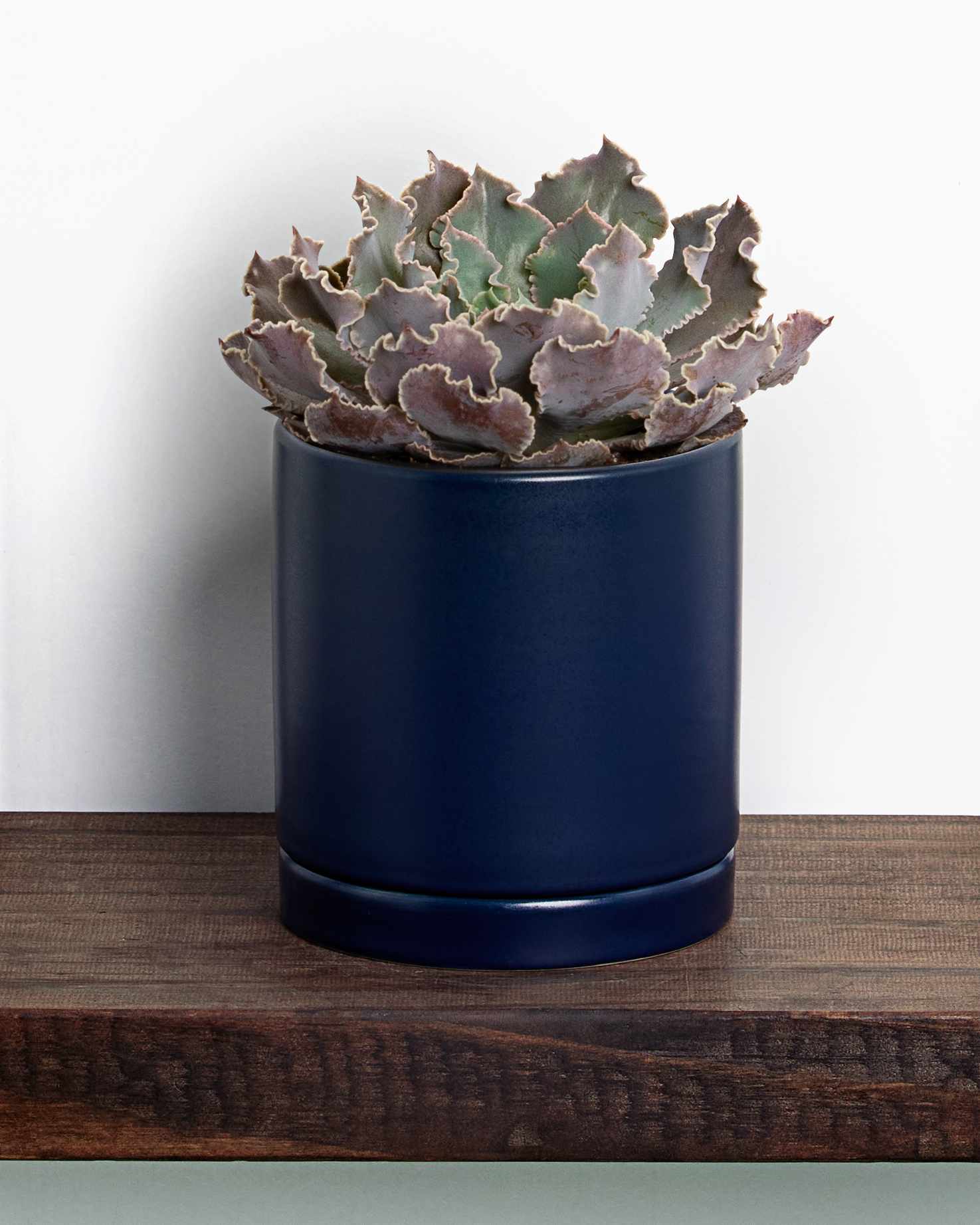 frilly green and muted pink plant in dark blue pot
