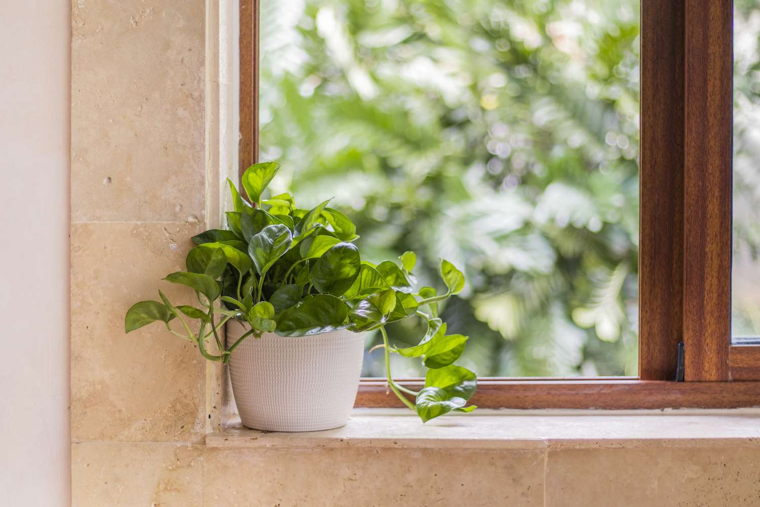 Global Greens Pothos Plant in windowsill with trailing leaves