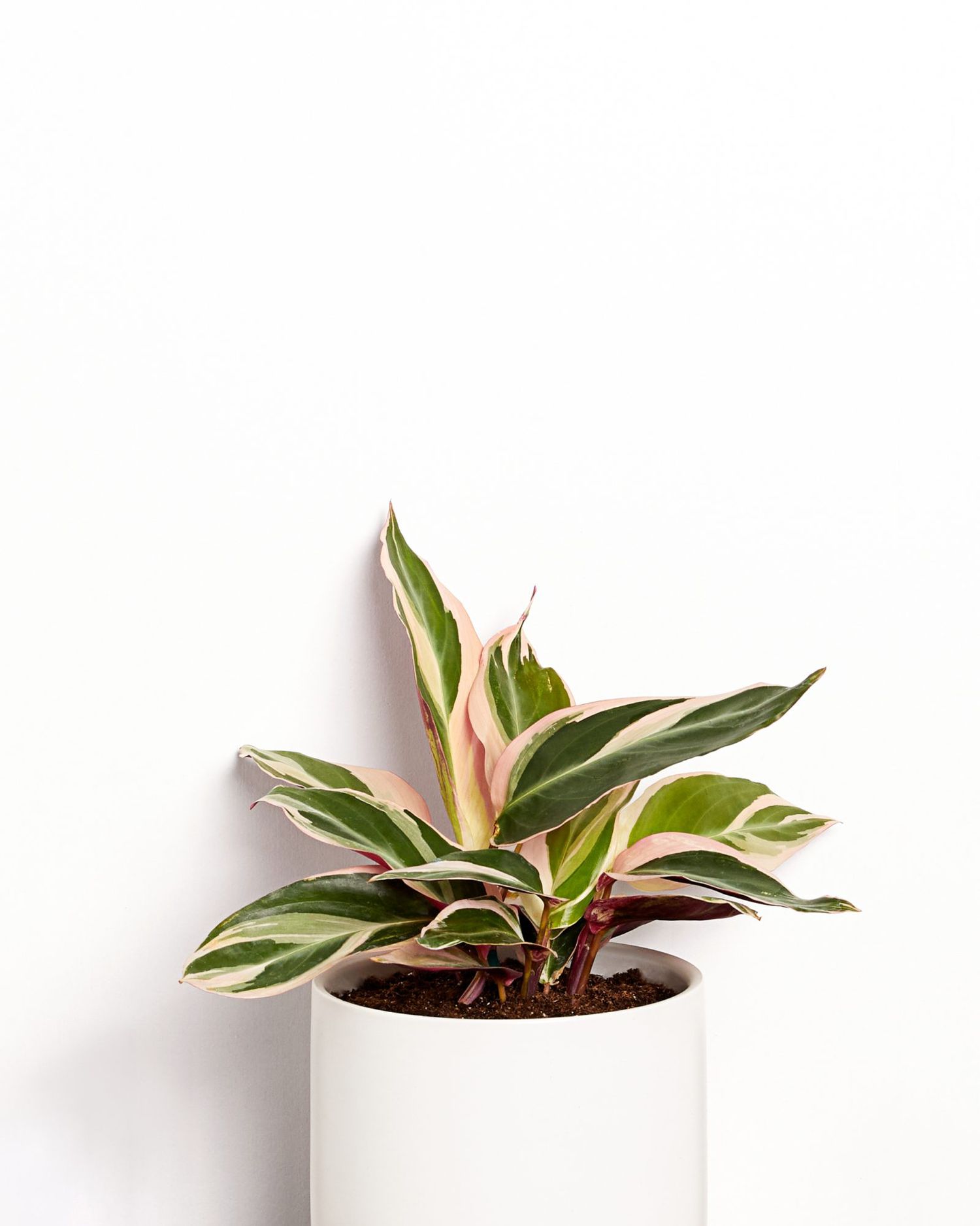leafy pink and green house plant