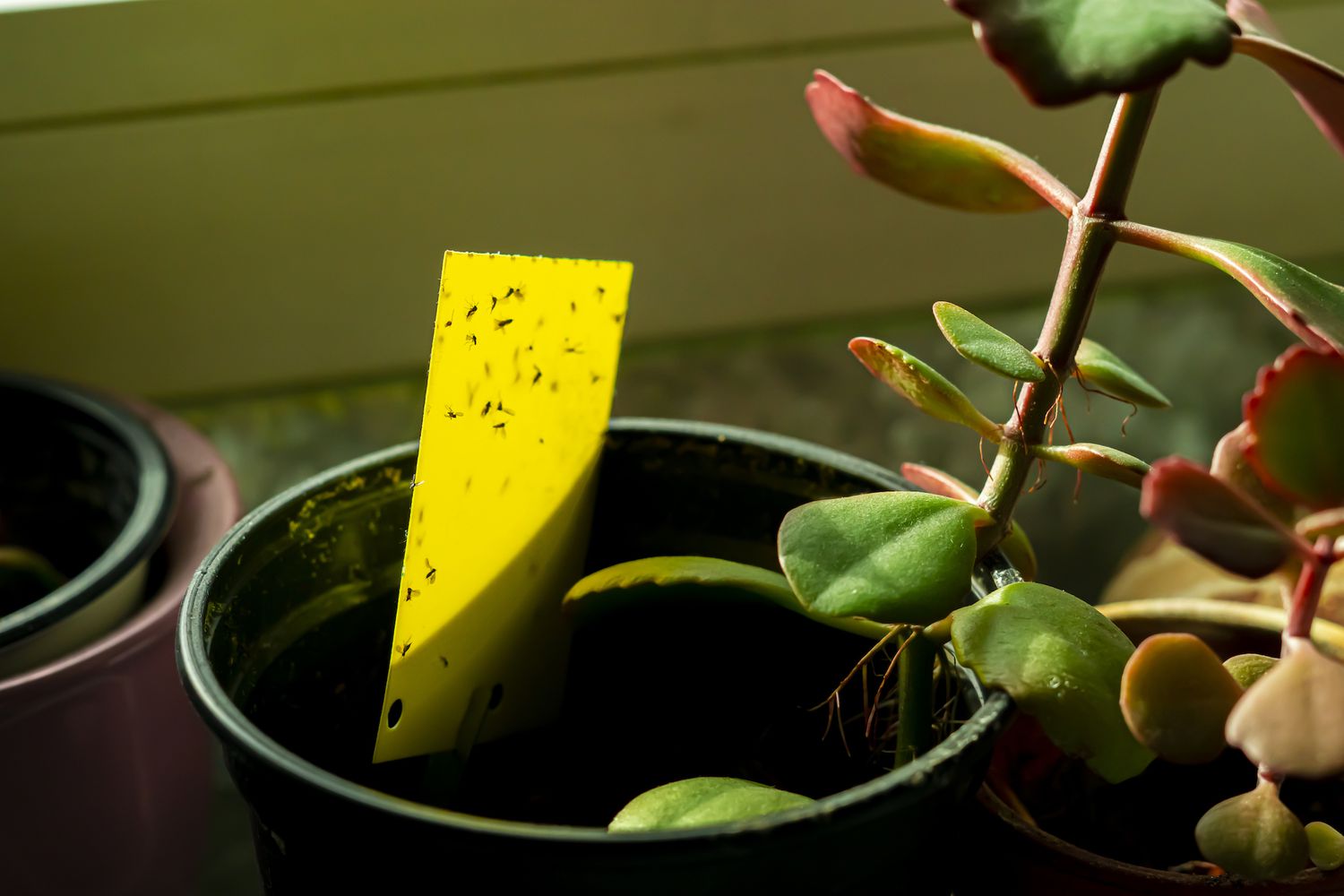 Housplant Pests, Fungus Gnats on Yellow Sticky Paper