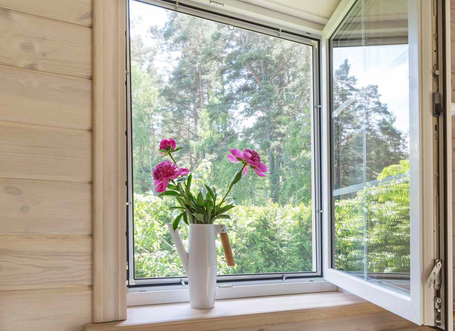 White window with mosquito net in a rustic wooden house overlooking the garden. Bouquet of pink peonies in watering can on the windowsill