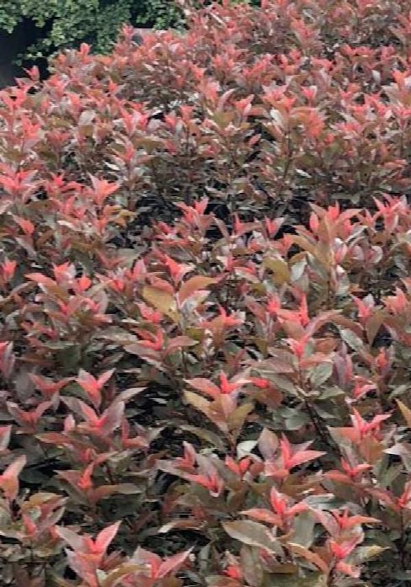 Plants for Privacy, Darkstar Purple Sand Cherry bush with maroon foliage