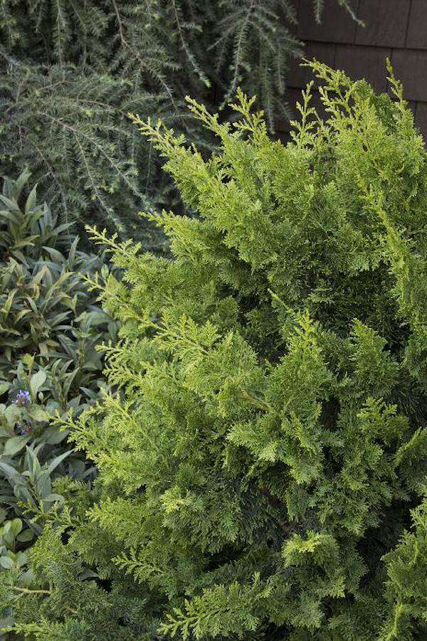 false cypress plant