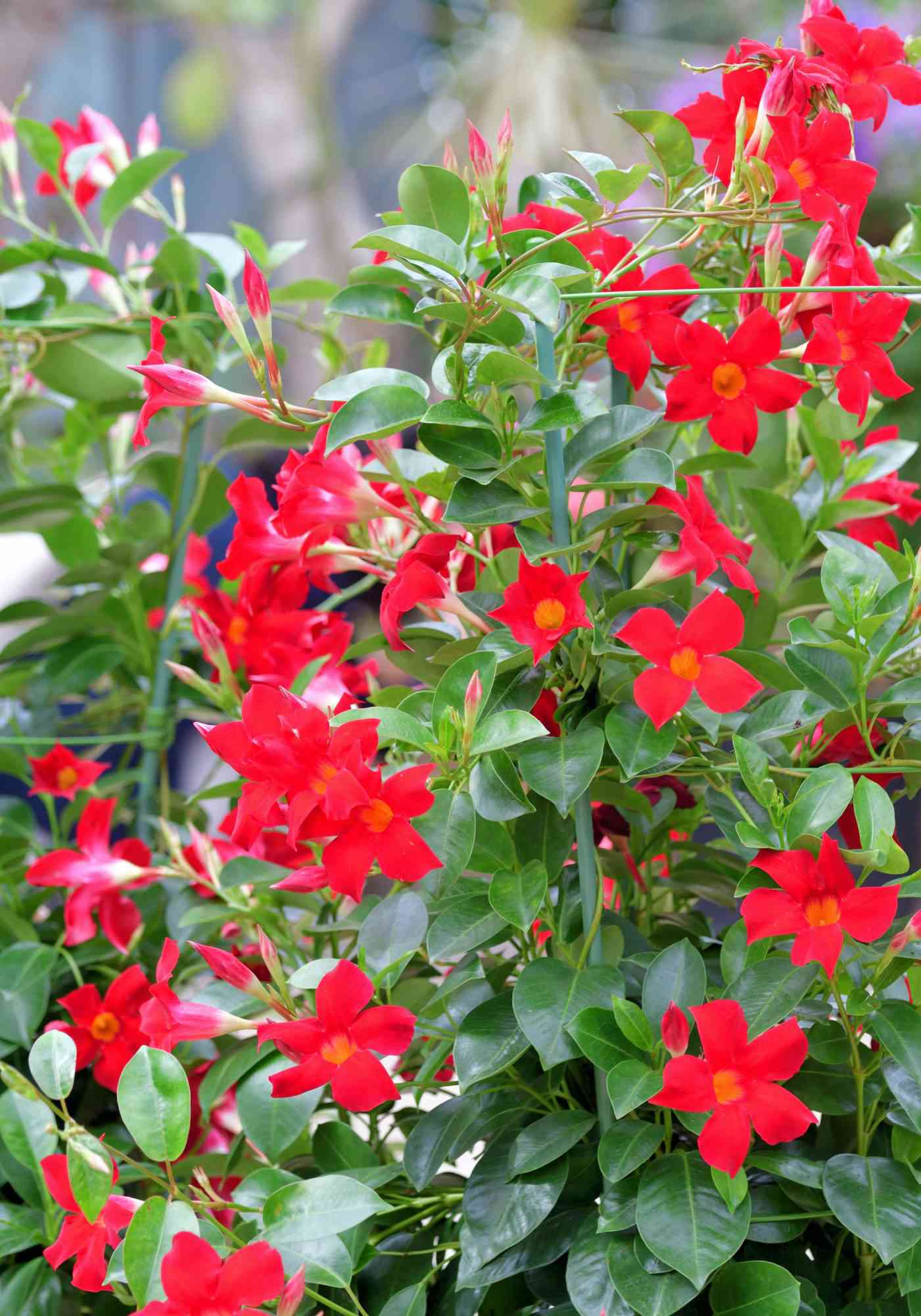 red vibrant blooms on vining plant