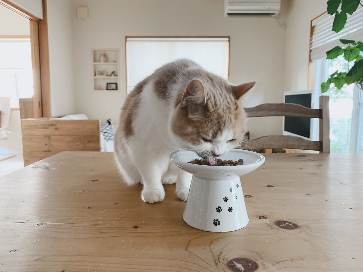 elevated cat feeding bowl