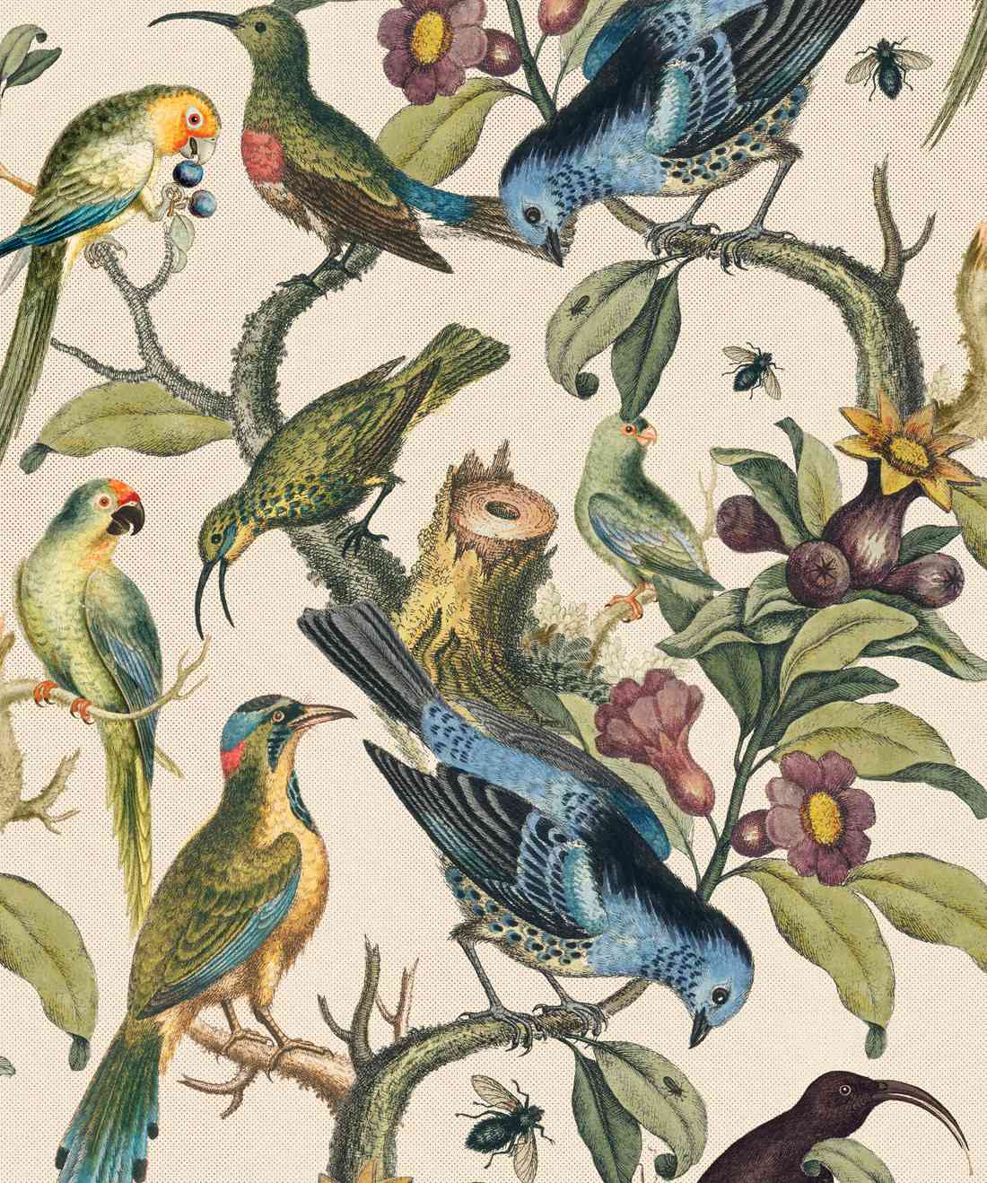 Ornithology Bird Wallpaper