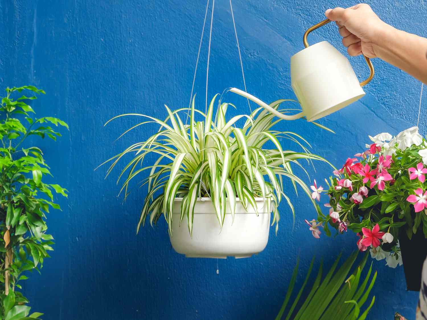 watering a ( Spider plant ) in white hanging pot