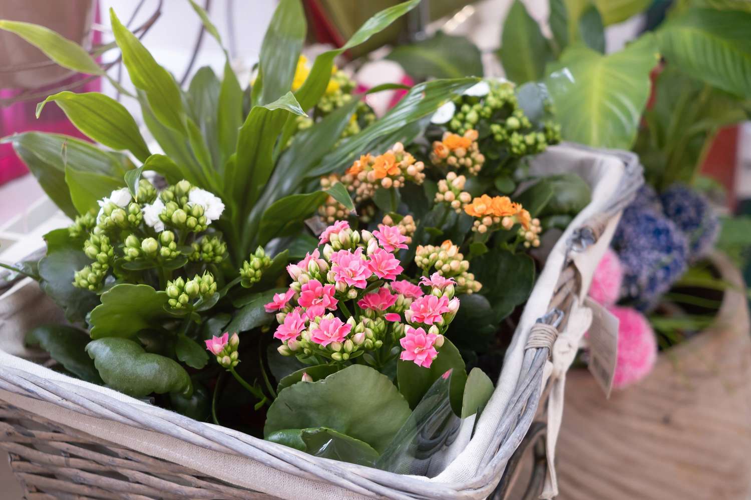 How to care for kalanchoe, plant with pink blossoms