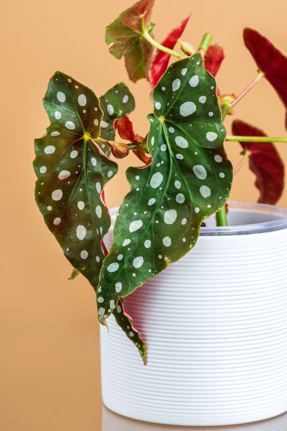 Most Popular House Plants 2022, polka dot begonia plant with dotted leaves in white planter