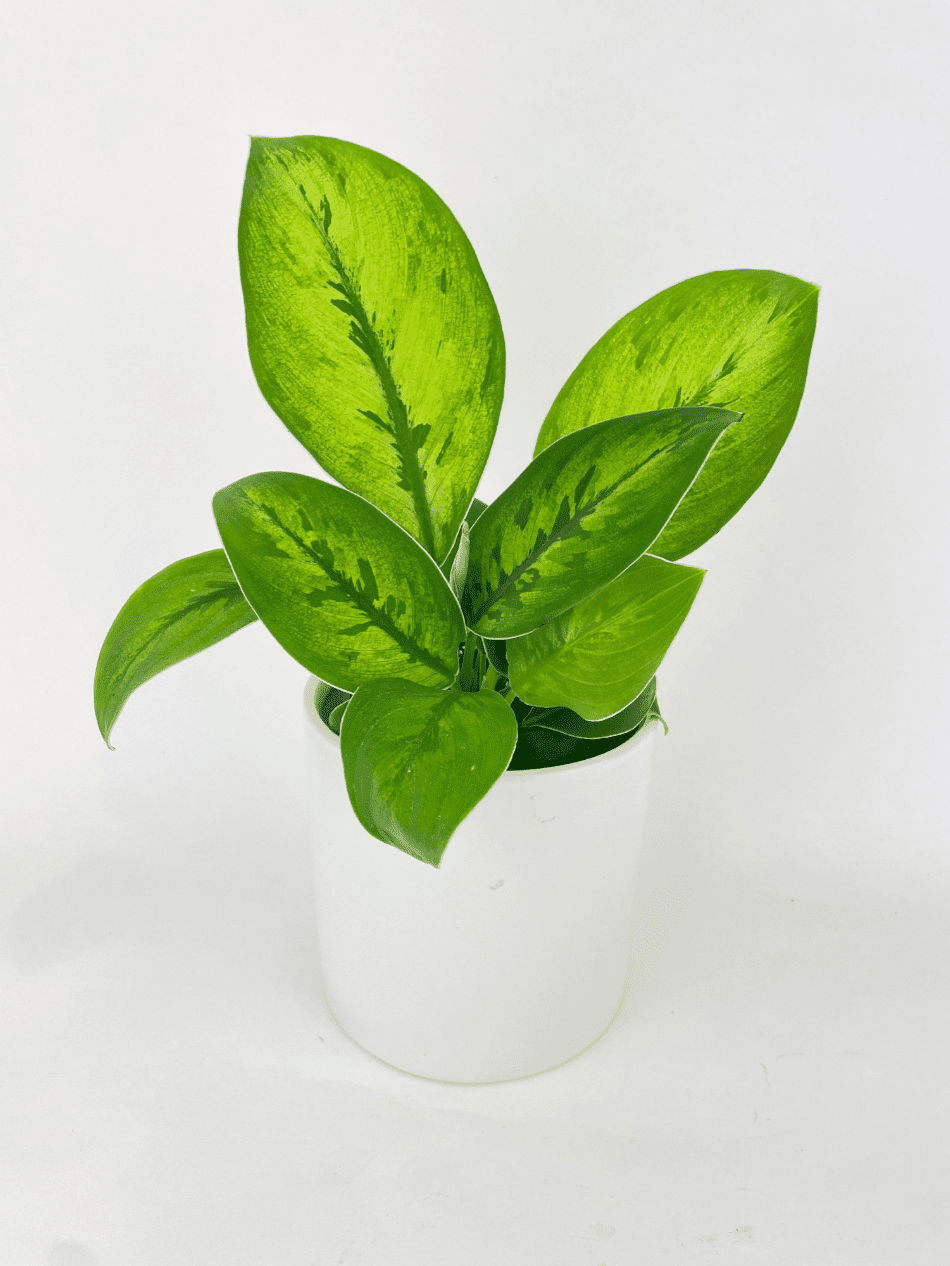 Homalomena Selby Plant in White Pot