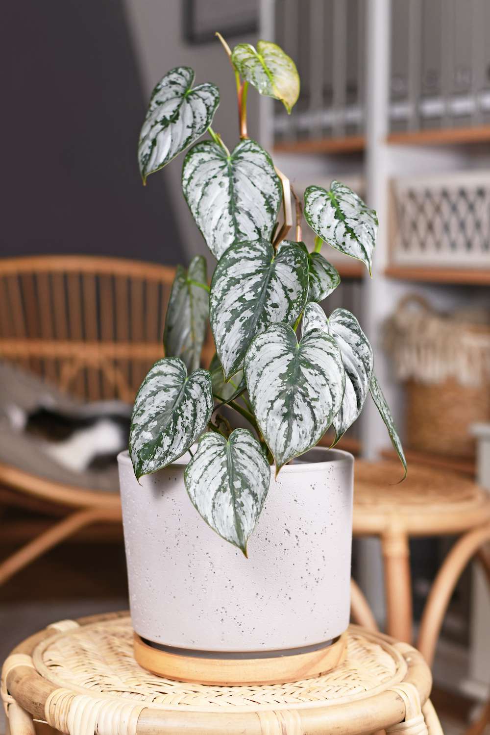 Most Popular House Plants 2022, Potted Silver Leaf Philodendron