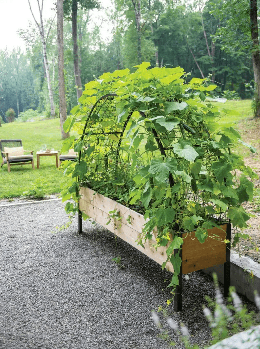 Arch Garden Trellis with cucumber vine growing on it and wooden planter