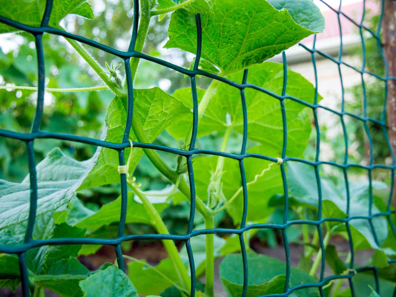 Chain Link Fence for Cucumber Trellis