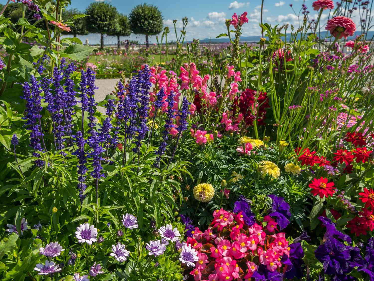 Colorful flower bed with different colors