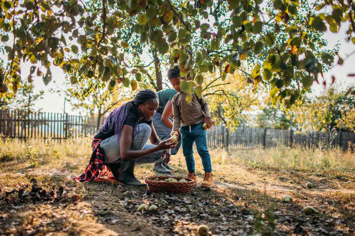 Black Woman And Her Son Picking Apples In Orchard An Autumn