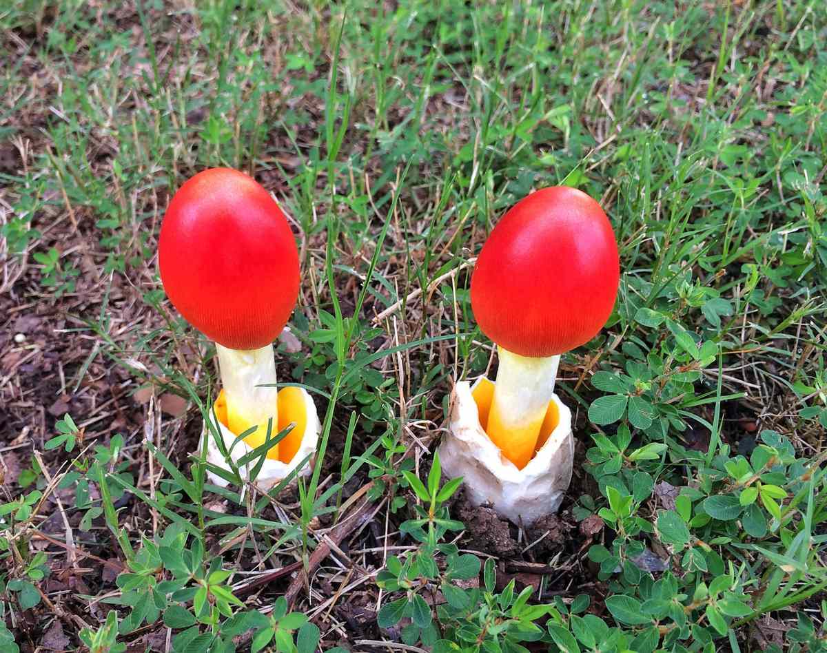 Amanita Jacksonii Red Capped Mushrooms