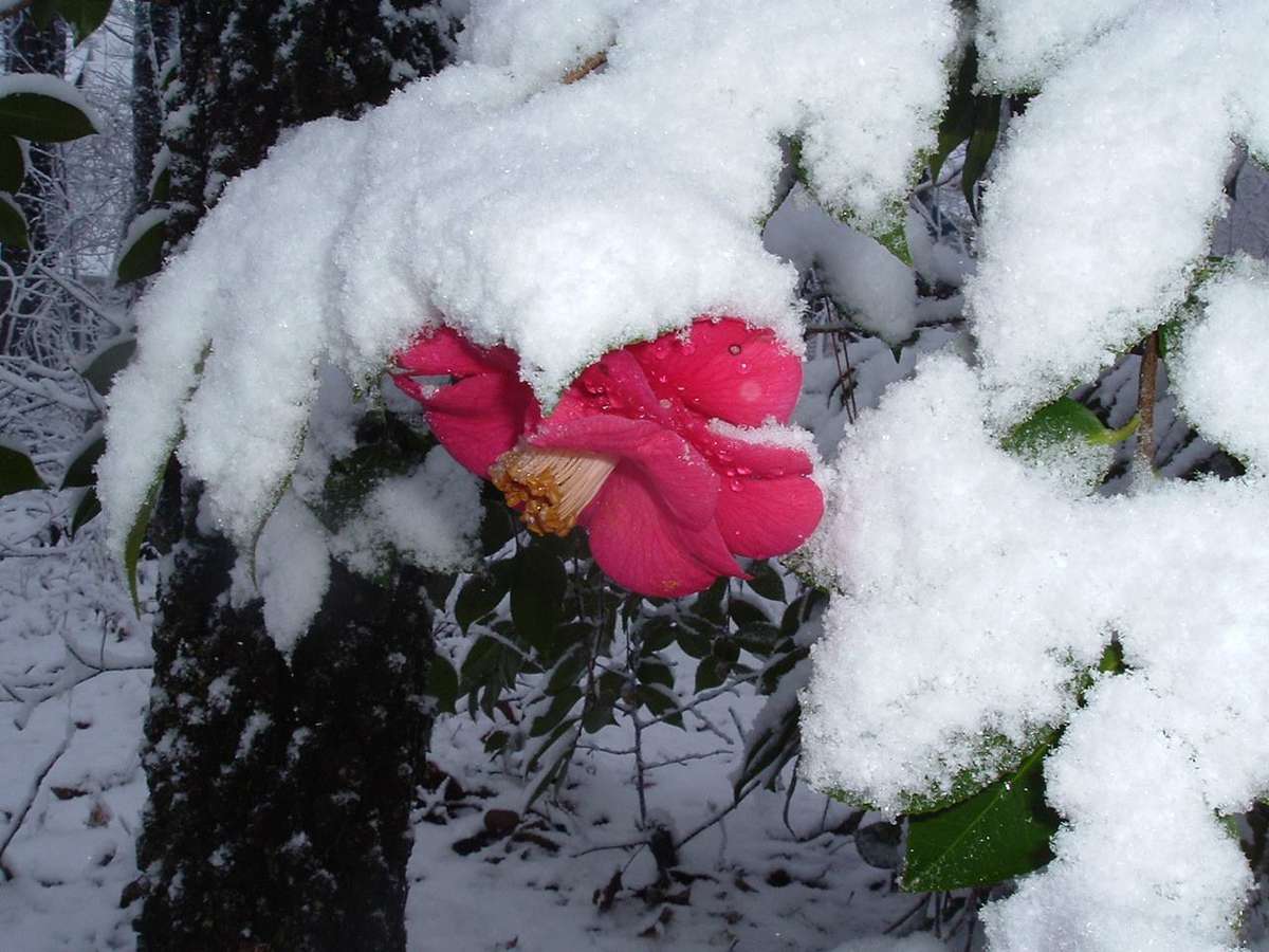 camellia and snow