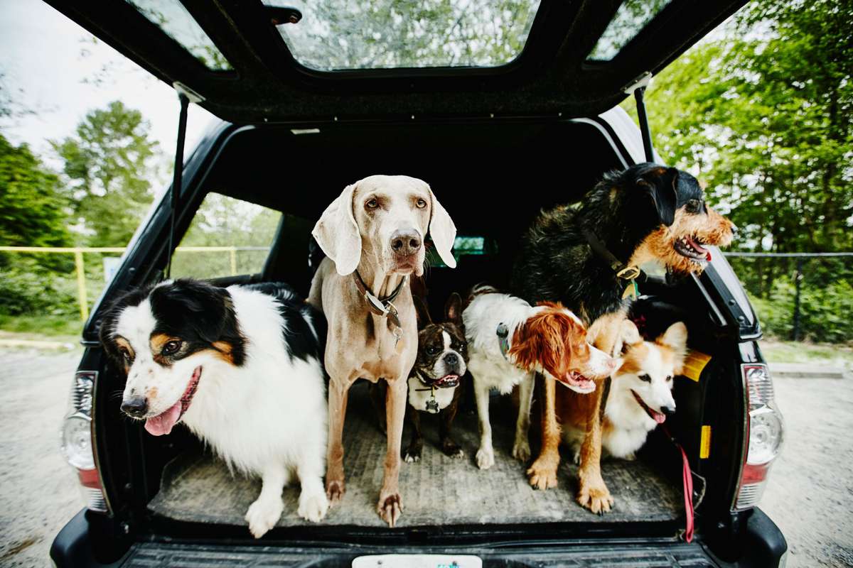 Group of Dogs in the Back of Car