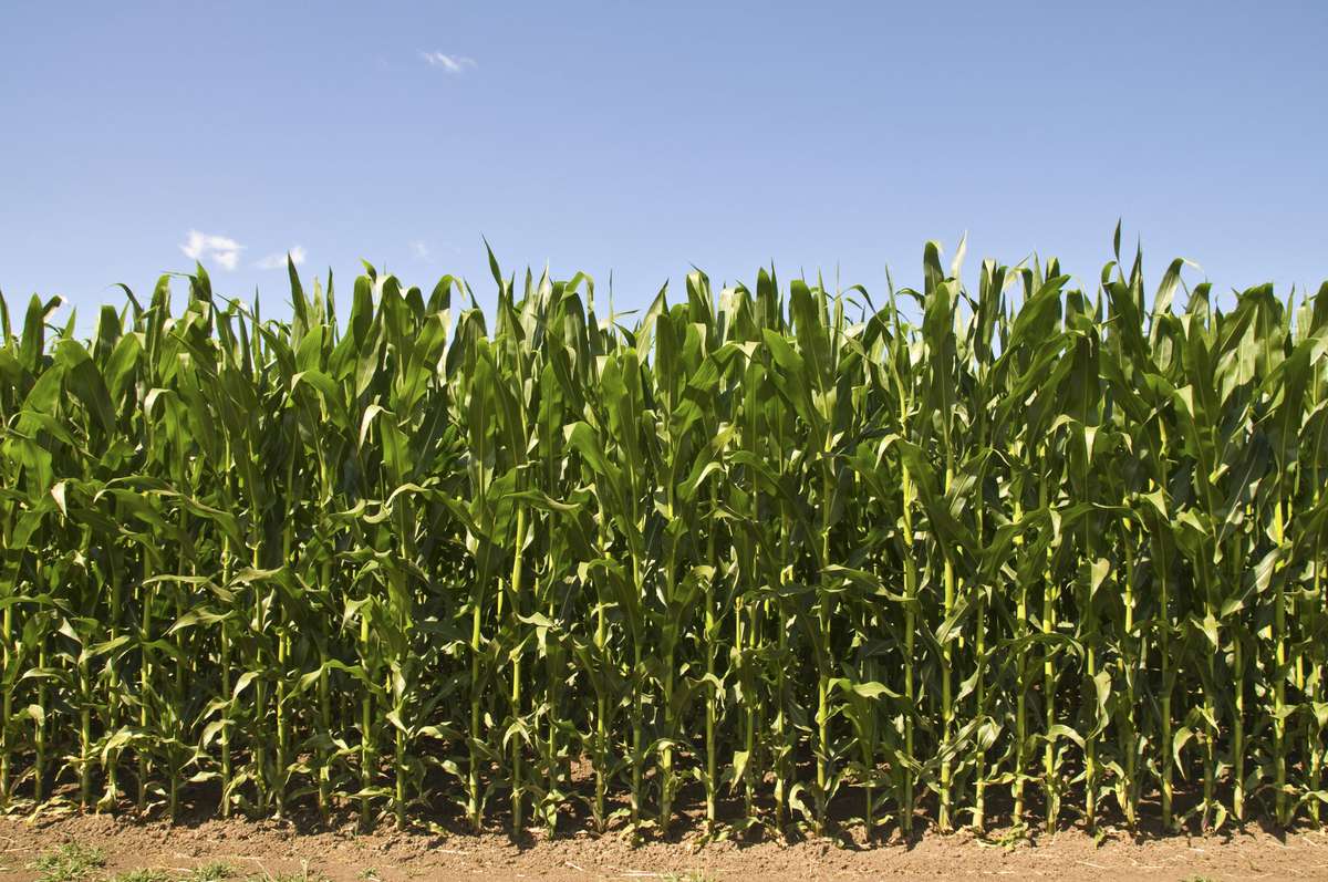South Carolina Corn Field