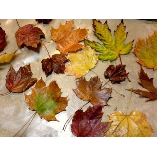 Waxed Fall Leaves