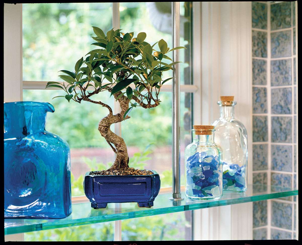 Bonsai For Beginners Southern Living