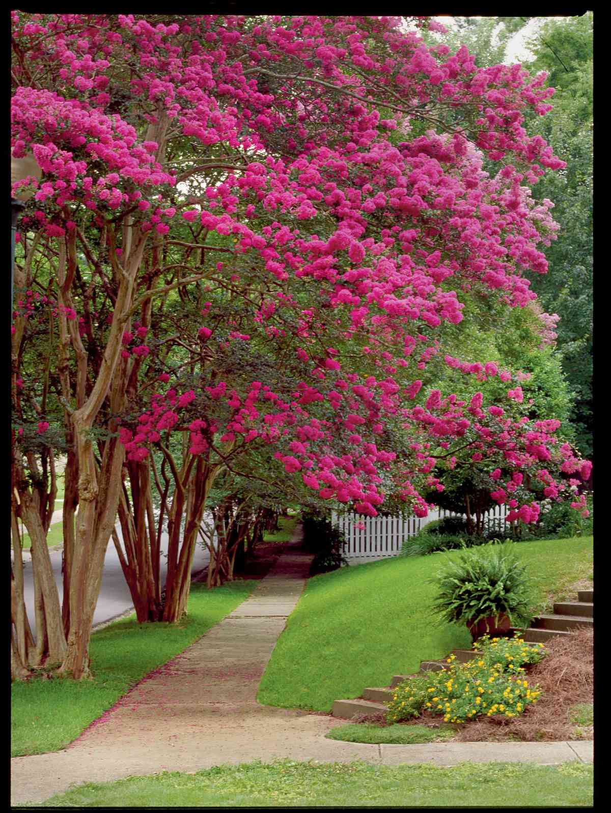 Beginner S Guide To Crepe Myrtle Care Southern Living