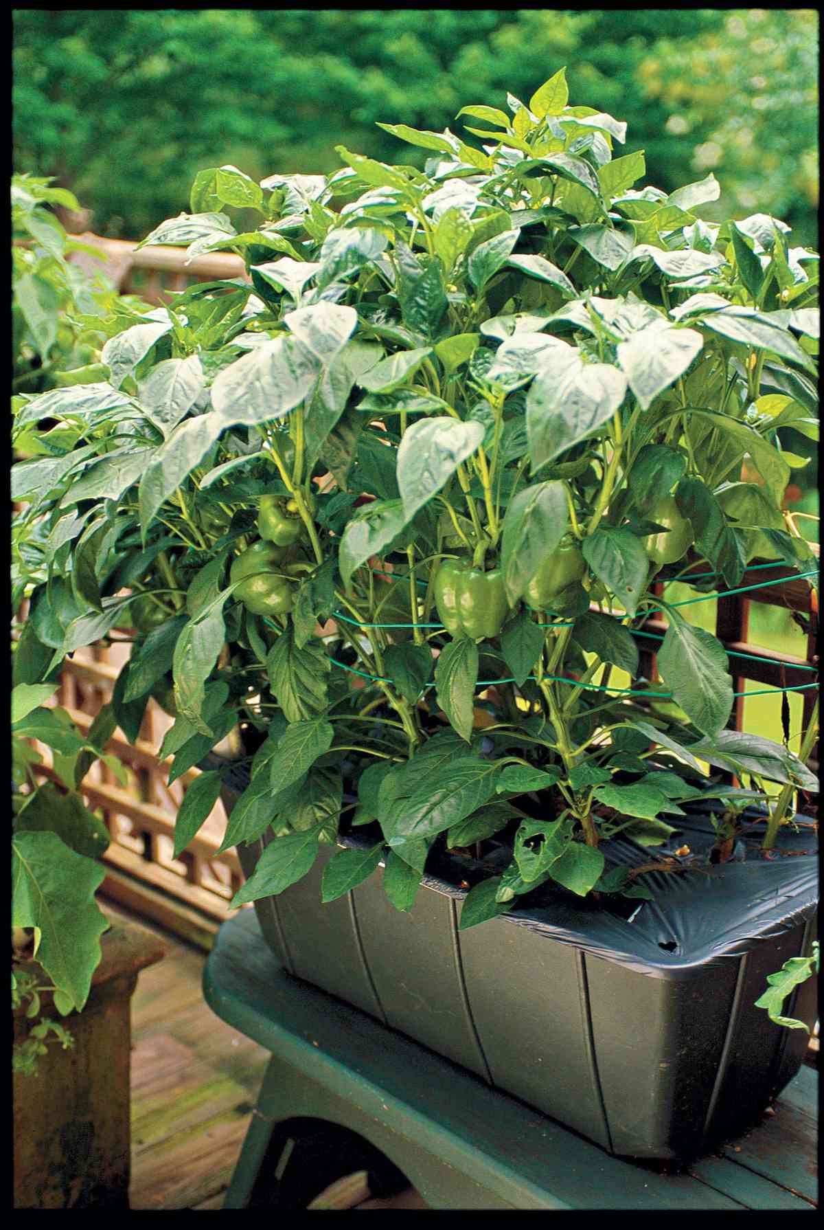 EarthBox Bell Pepper Plant