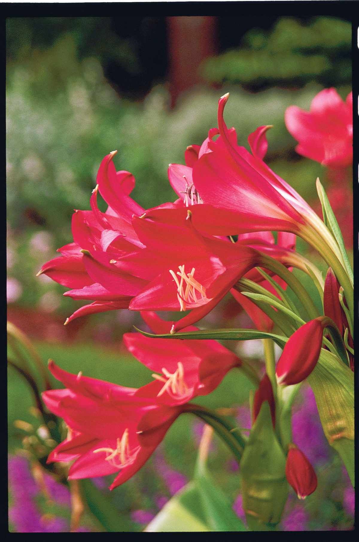 Red Crinum Lily
