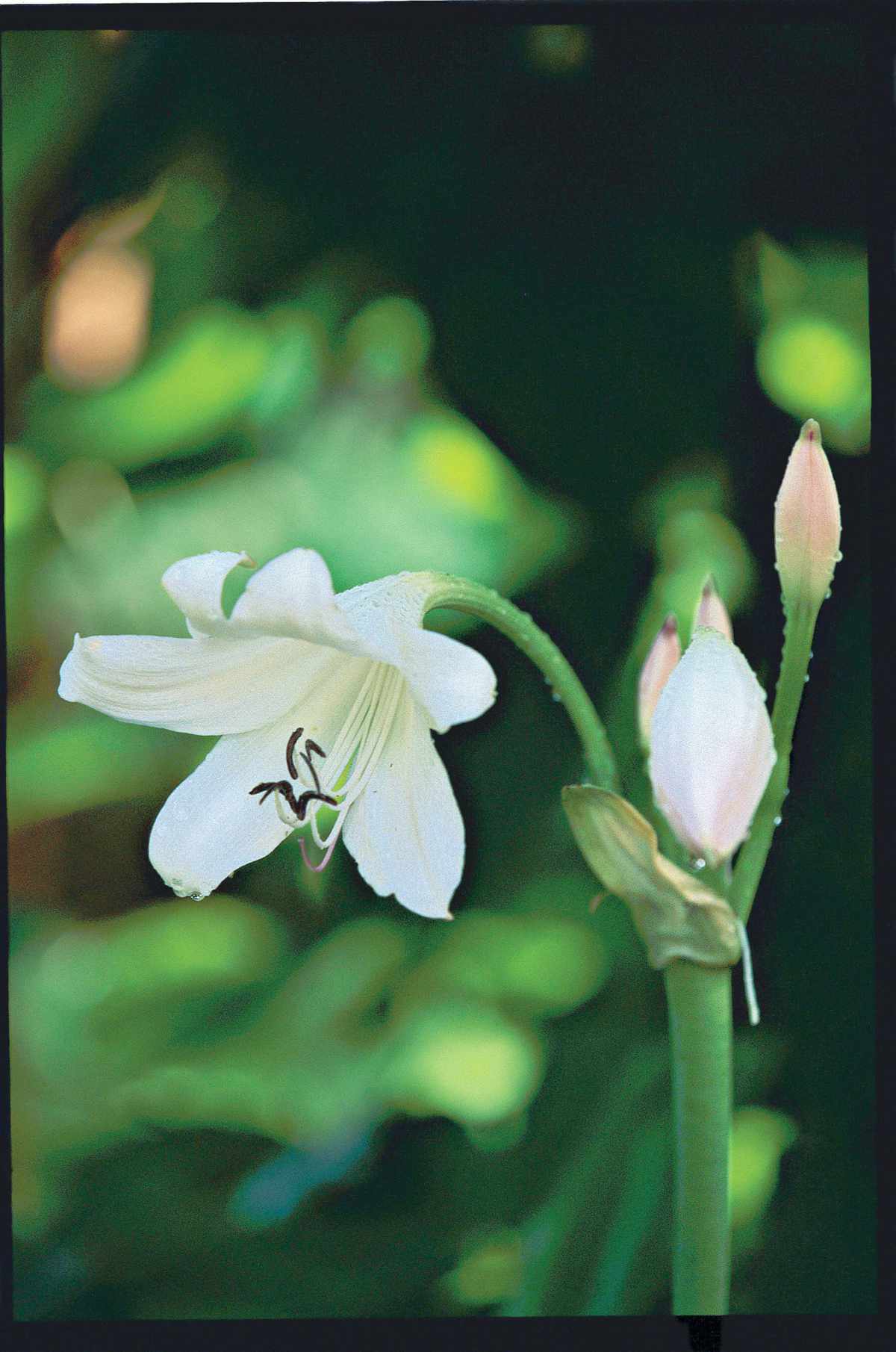 'Album' longneck crinum combines white, bell-shaped blooms with good cold-hardin