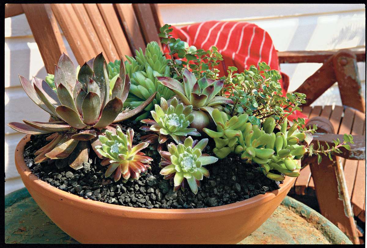 Heat-Savvy Plants
