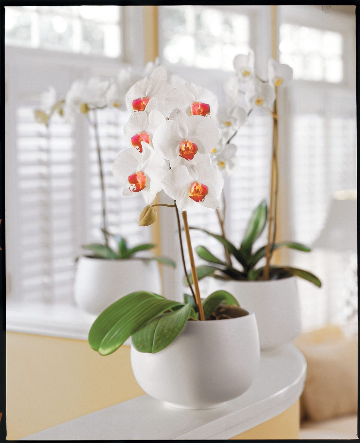 Clear Plastic Pot for Orchids 5 1/2 inch Diameter Quantity 3 
