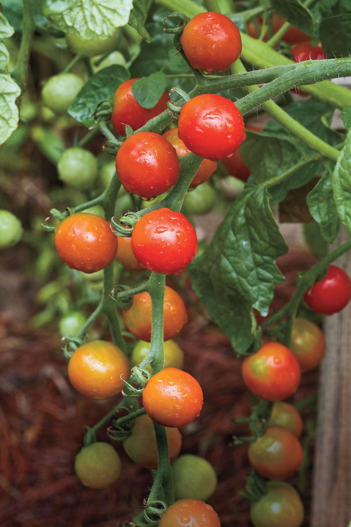Try These Tomatoes