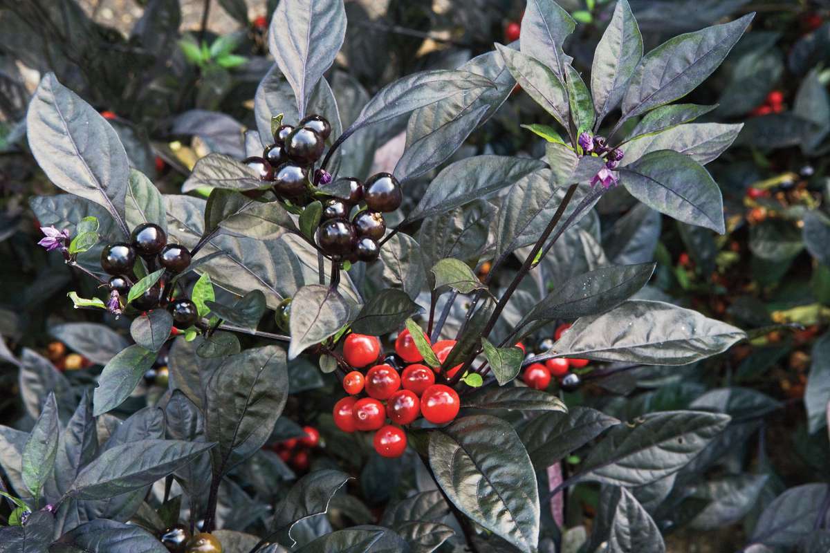 'Black Pearl' Ornamental Pepper
