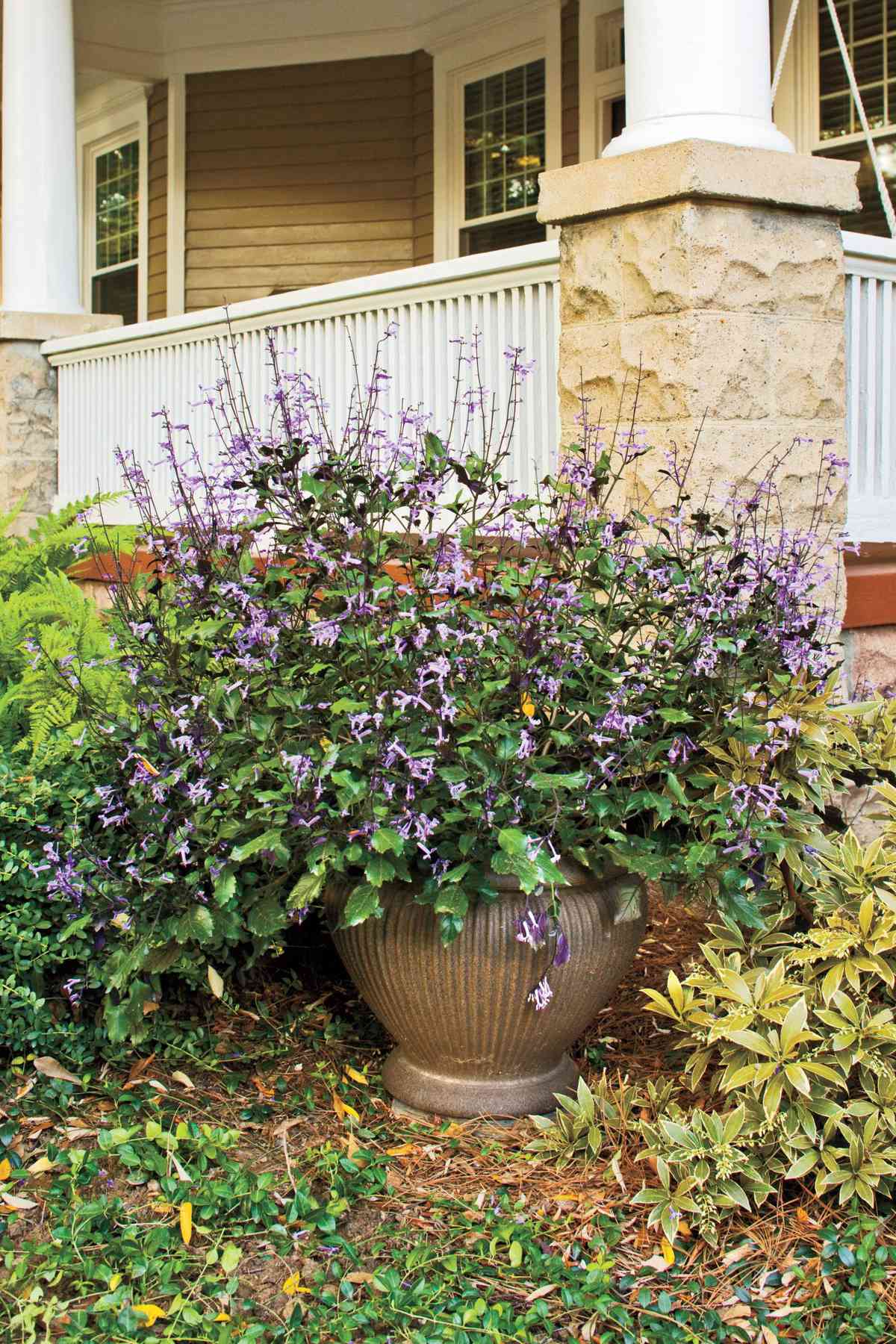 Mona Lavender Plectranthus Flower Pots