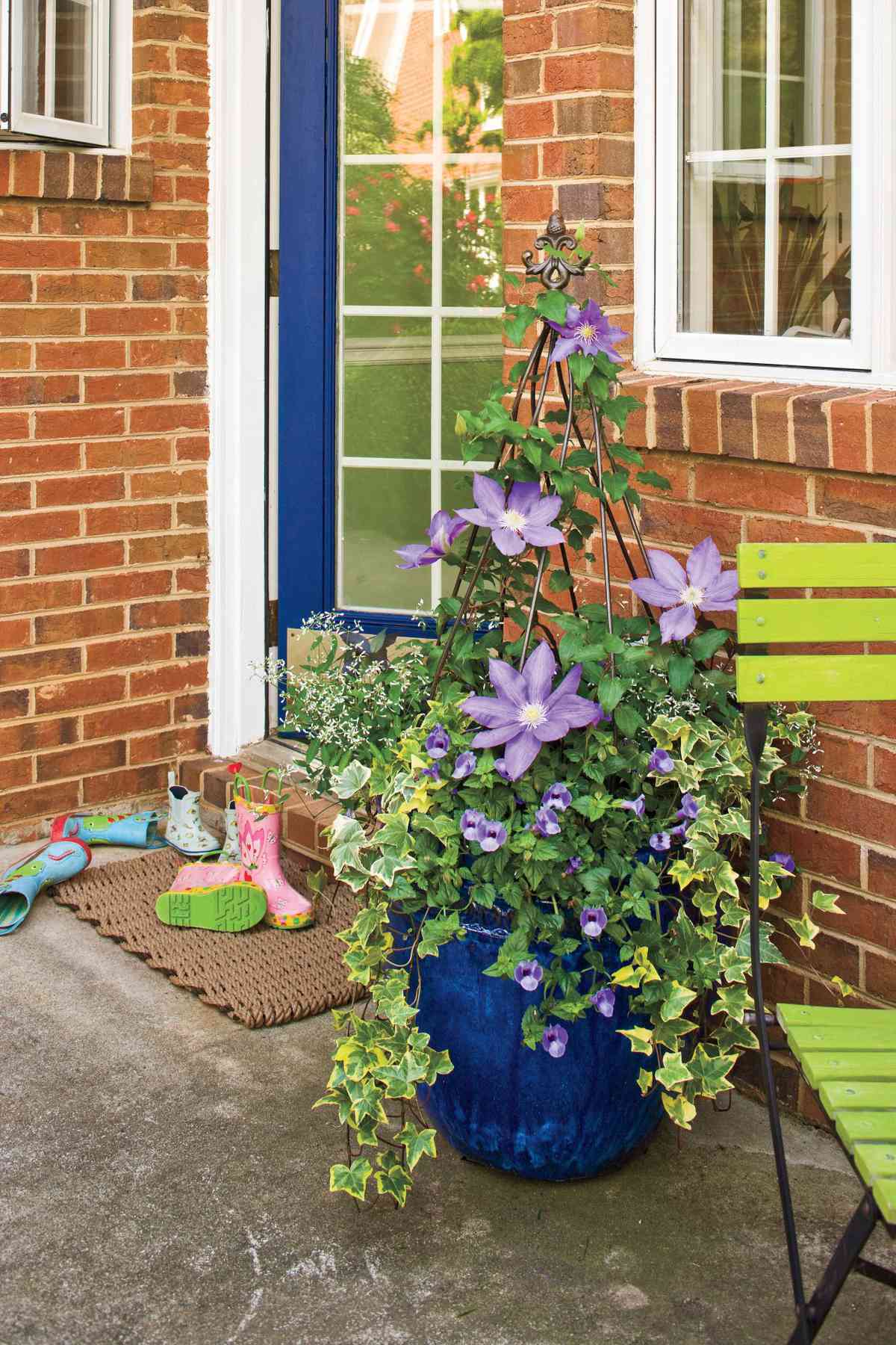 Flower Plants: Clematis Blooms on a Vine