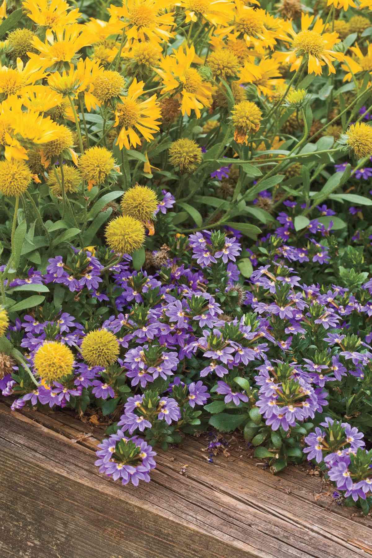 Spring Garden Flowers: 'Cajun Blue' Scaevola