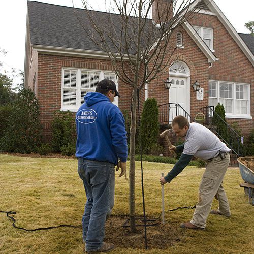 Buying the Biggest-Size Shade Tree You Can Find