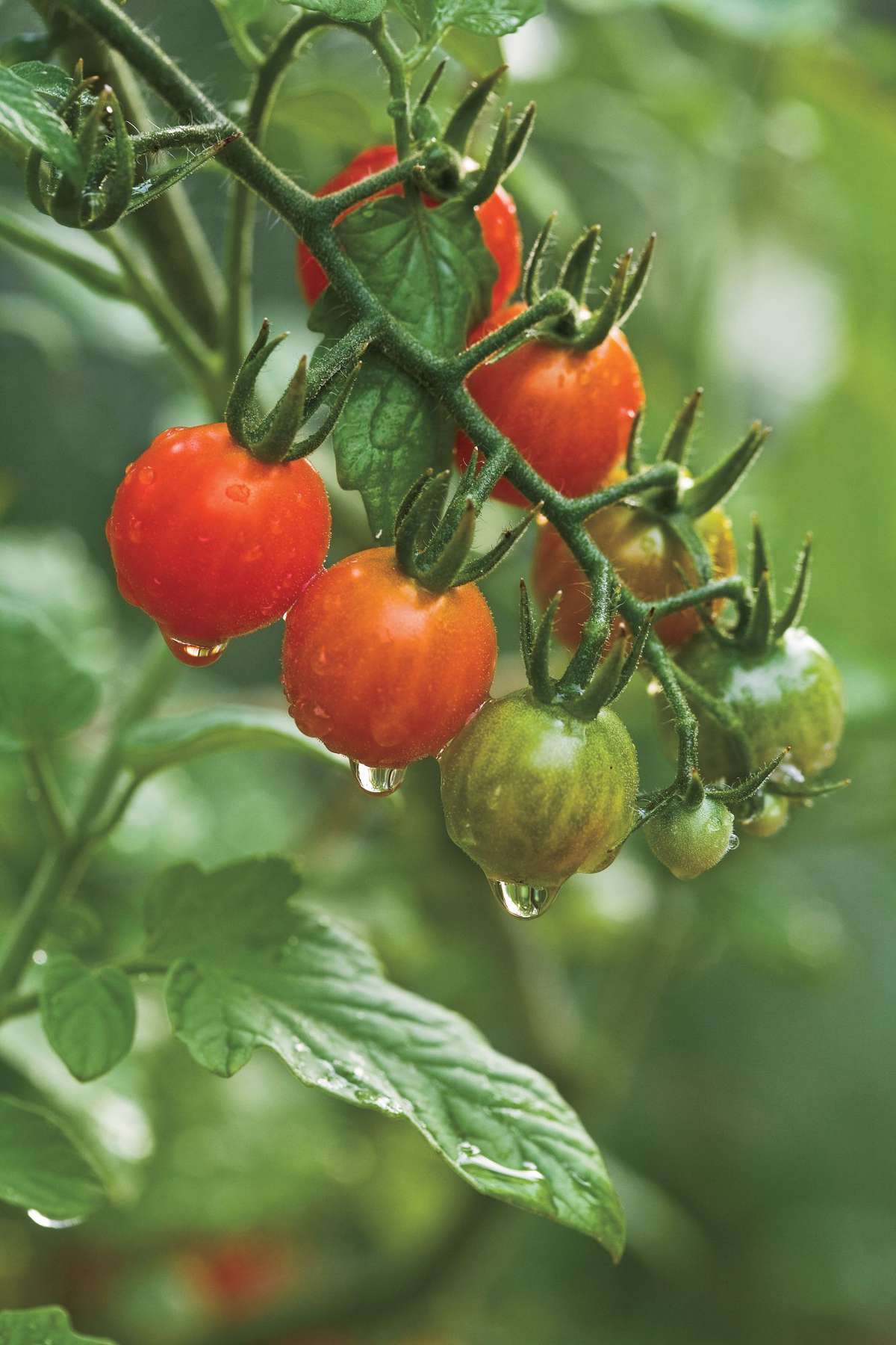 Tomato Sources