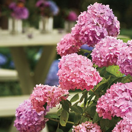 French Hydrangea: Planting Conditions