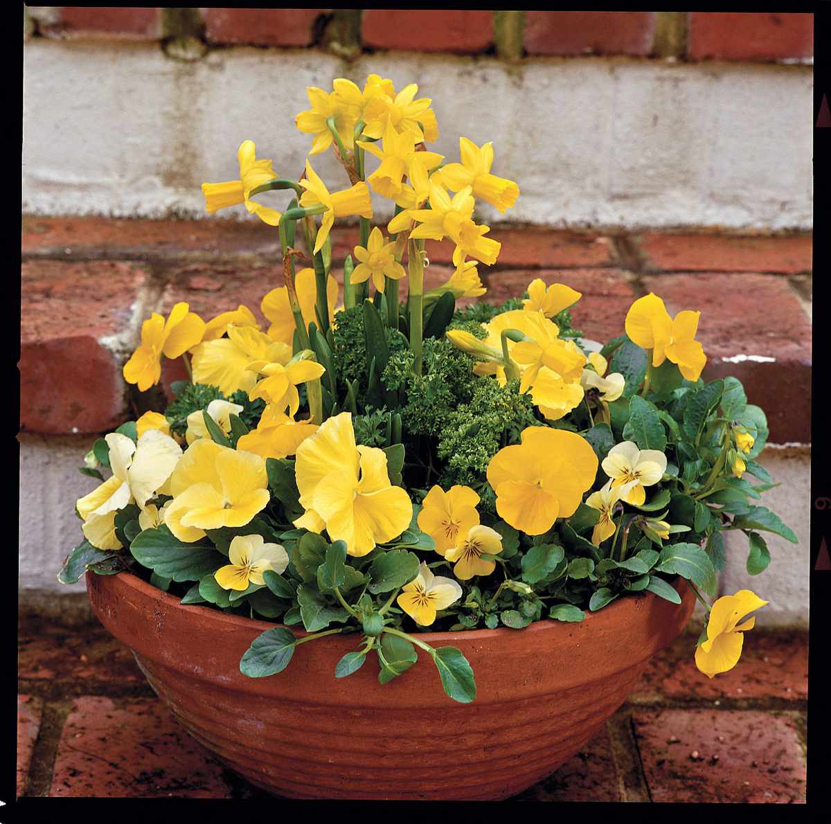 Daffodils, Pansies & Violas