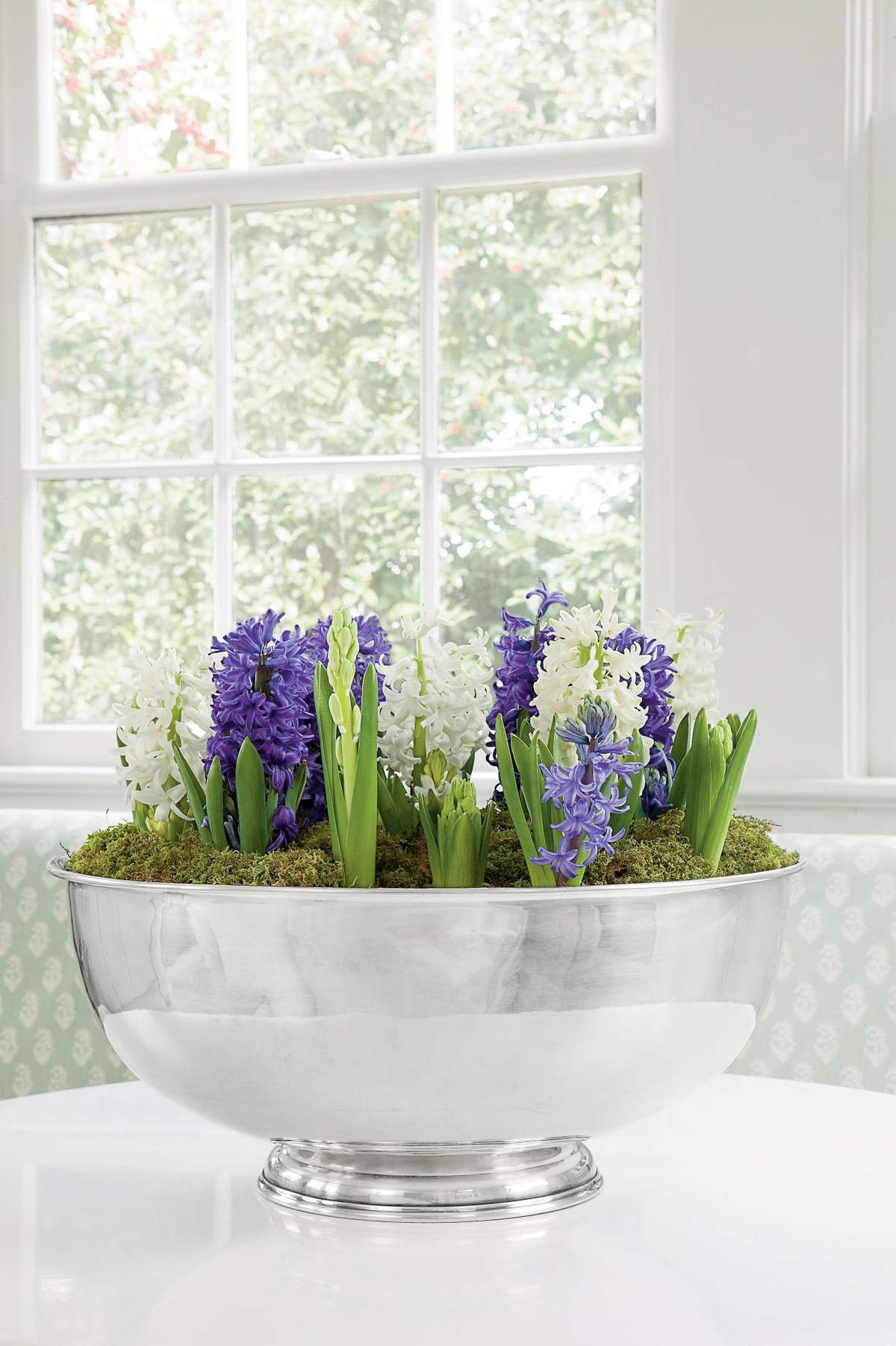 Hyacinths In Bloom